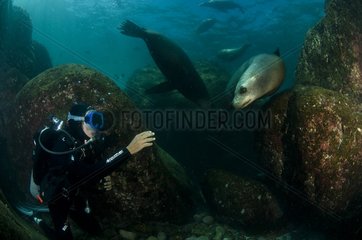 Diver and California sea lions on the rocks of Los Islotes