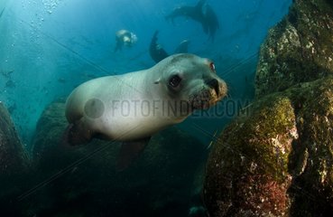 Young California sea lions on the rocks of Los Islotes