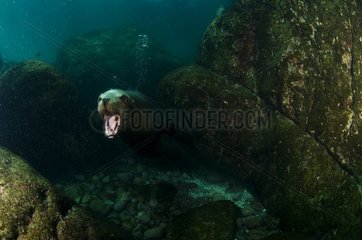 Young California sea lion on the rocks of Los Islotes