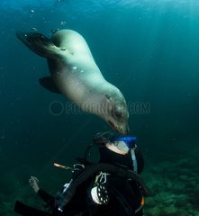 Diver and California sea lion on the rocks of Los Islotes