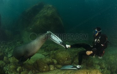 California sea lion biting a palm diving Los Islotes Mexico