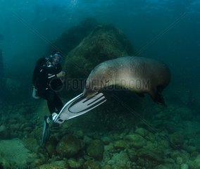 California sea lion biting a palm diving Los Islotes Mexico