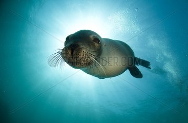 Young California sea lions swimming Los Islotes Mexico