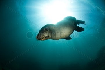 Young California sea lions swimming Los Islotes Mexico