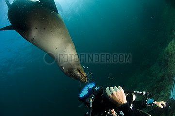 Diver and California sea lion swimming Los Islotes Mexico