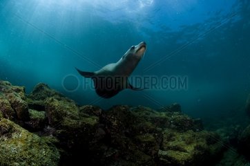 California sea lion on the rocks of Los Islotes Mexico