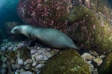 California sea lion on the rocks of Los Islotes Mexico