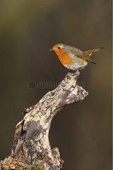 Robin standing on a dead branch Great Britain