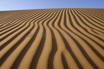 Dune in the sand desert United Arab Emirates