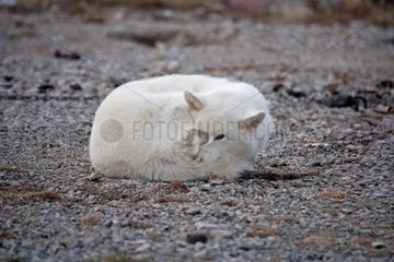 Sled dog curled on itself in a blizzard Resolute Bay