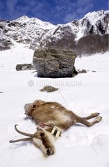 Corpse of pyrenean chamois killed by an avalanche France