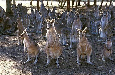 Ostgrau Kängarus in NSW Australia Gefangenschaft