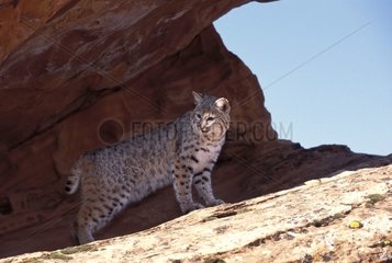 Bobcat in the shade of rock the USA