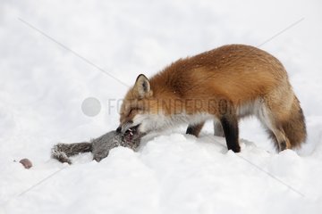 Red fox catching a Grey squirrel in snow Quebec Canada