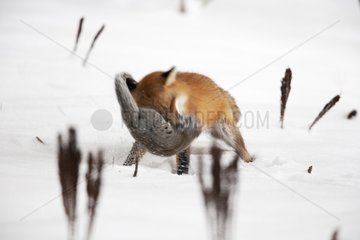 Red fox catching a Grey squirrel in snow Quebec Canada