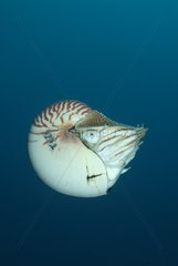 Nautilus Qld Australia mit Kammered Nautilus