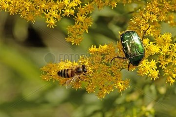 Golden Ketoine und Honigbiene auf Fleur de Solidago Frankreich
