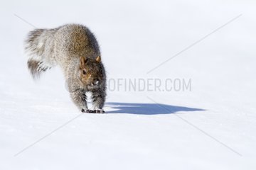 Grey squirrel running and jumping in snow Quebec Canada