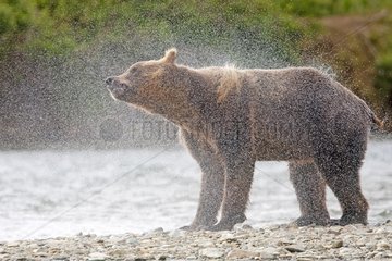 Grizzly snorting on a river bank Katmai NP Alaska