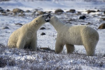 Male polar bears clashing State of Manitoba Canada