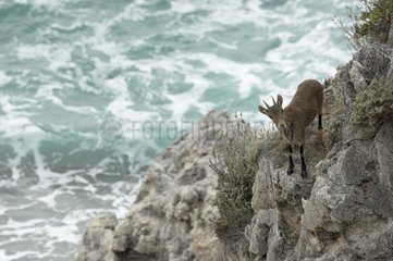 Spanish ibex on a cliff in Nerja Spain