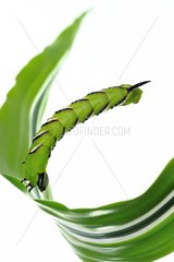 Privet Hawk-moth caterpillar balance on white background
