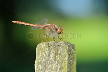 Common Darter flying a picket - France