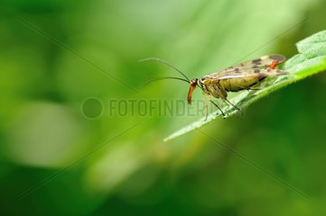 Scorpion fly on leaf - France