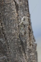 Grey Cicada on a tree trunk - Massif des Maures France