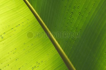 Leaf and drop in underwood Upper Amazon Peru