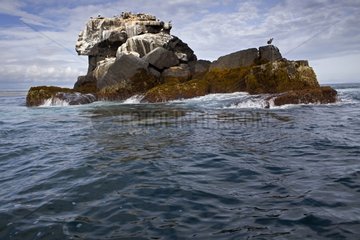 Eine felsige Offshore Island Isabela Island Galapagos Islands