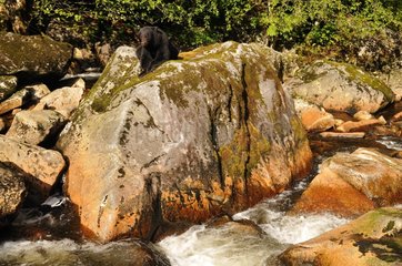 Black bear lying on a rock  British Columbia Canada