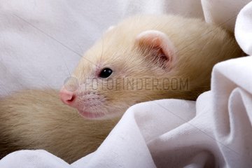 Young 7 weeks champagne Ferret France