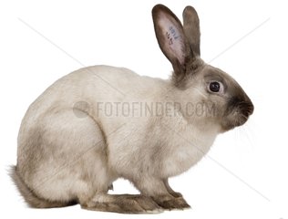 Sablé des Vosges rabbit tattooed in its ear
