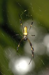 Spider on a cobweb in rainforest Tortuguero NP Costa Rica