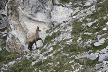 Chamois climbing on rocks Combe de l'A Valais Switzerland