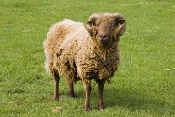 Shetland sheep Cotswold Farm Park UK