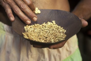 Pépites d'or dans une battée Guyane Française