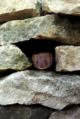 Weasel outgoing the head of a hole in a wall made of stones
