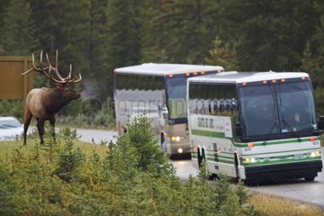 Elk along a road and tour buses Canada