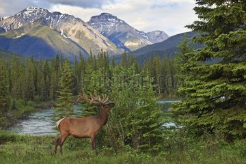 Bull elk in a landscape of lake and mountain Canada