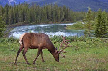 Bull elk grazing near a lake in Canada