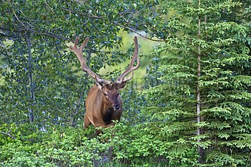 Bull elk in a forest in Canada