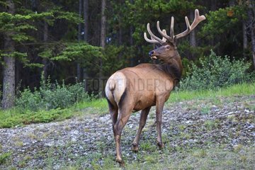 Bull elk in a forest turning Canada