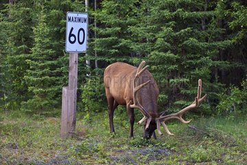 Elk grazing near a road sign in Canada