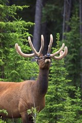 Bull elk feeling the air Canada