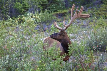 Bull elk in the middle of bushes in Canada