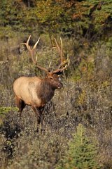 Bull elk walking in the middle of bushes in Canada