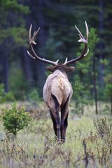 Bull elk seen walking back Canada