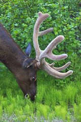 Portrait of a bull elk grazing Canada